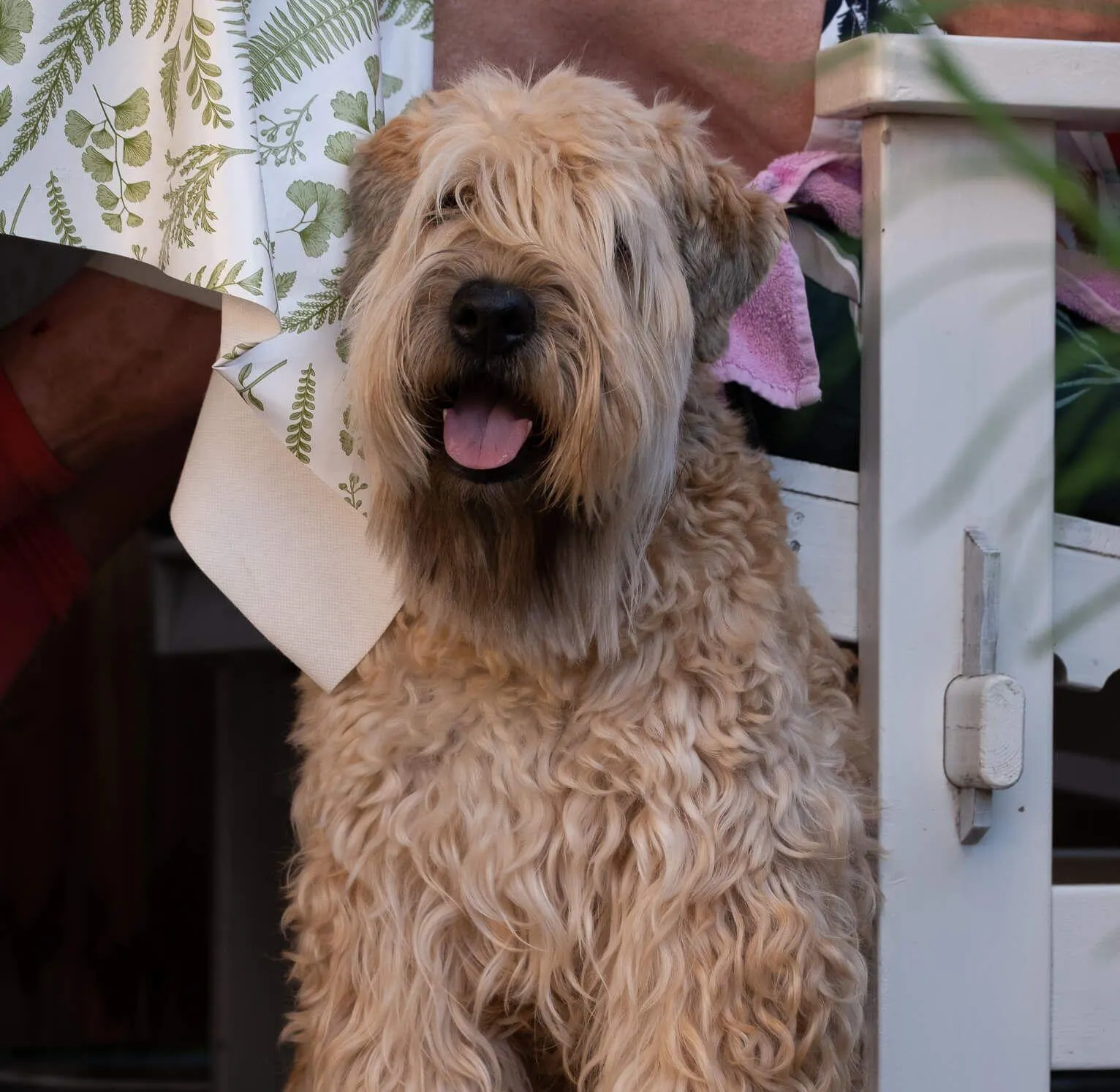 Dog sitting and looking at you playfully